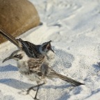 Galapagos Mocking Bird