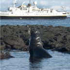 Sea Lion with ship in background