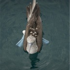 Blue footed boobie top view_1