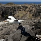 Bird taking off Isabela Island