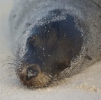 Sea Lion's face surrounded by sand