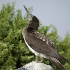 Black Bird on Rock tilting head