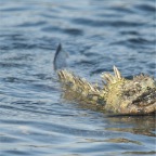 Marine Iguana Swimming_1