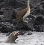 Sea lion with Fish 1