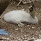 boobie baby with moms feet