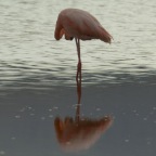 Flamingo_1