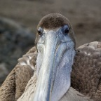 Pelican face close  full beak