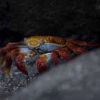 Sally Light Foot Crab spraying