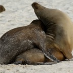 Sea Lion Lovers