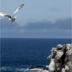 Swallow-tailed gull landing