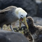 Albatross Mom feeding baby