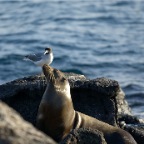 Sea Lion and bird