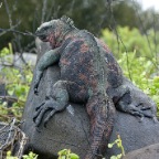 Marine Iguana full length on rock