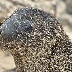 Baby Sea Lion Eye with reflection