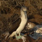 Blue Footed Boobie sunset 