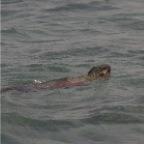 Marine Iguana