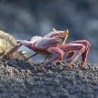 Crab and Iguana tail