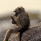 BabyBaboonFoot