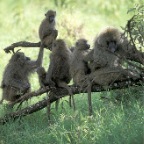 BaboonFamily