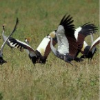 CrownedCranes 1