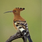 AfricanHoopoe Sm