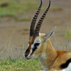 ThomsonGazelle