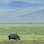 Rhino_3