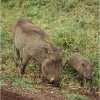 WarthogMomBaby