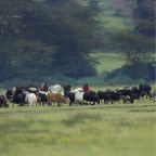 MaasaiCattle