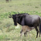 WildebeestMomBaby