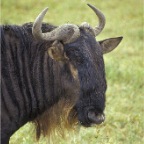 WildebeestHead