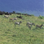 ZebraWildebeest