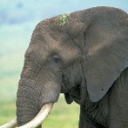 ElephantHead