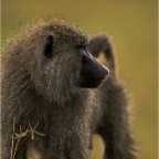 BaboonClose