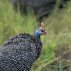 HelmetedGuineafowl