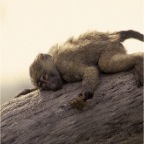 BabyBaboonLying