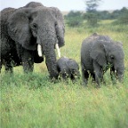 ElephantFemaleBabies_2