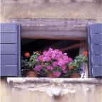 Purple Flowers Gray Shutters_2