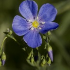 Blue flower with buds