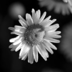 Daisy morning frost B&W