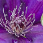 Clematis flower with budSM