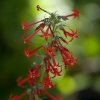 Red flowers