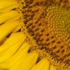 Macro sunflower