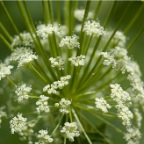 White ball flower