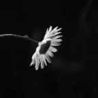 Single Daisy bent B&W