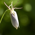 Closed colombine bud