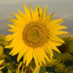 Sunflower Sunrise stand alone