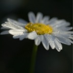 Daisy with light and frost