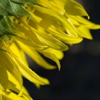 Macro Sunflower left corner macroSM