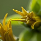 Yellow Buds